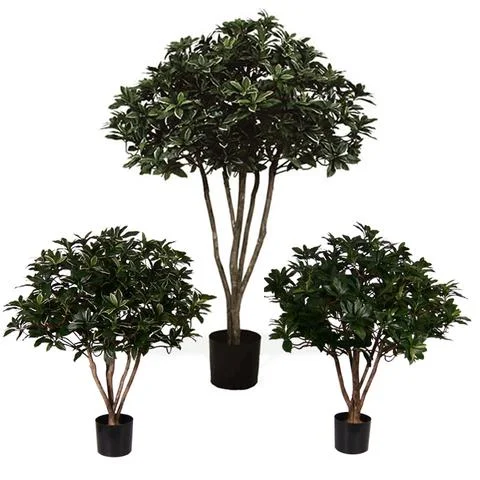 Brazilian Pittisporum