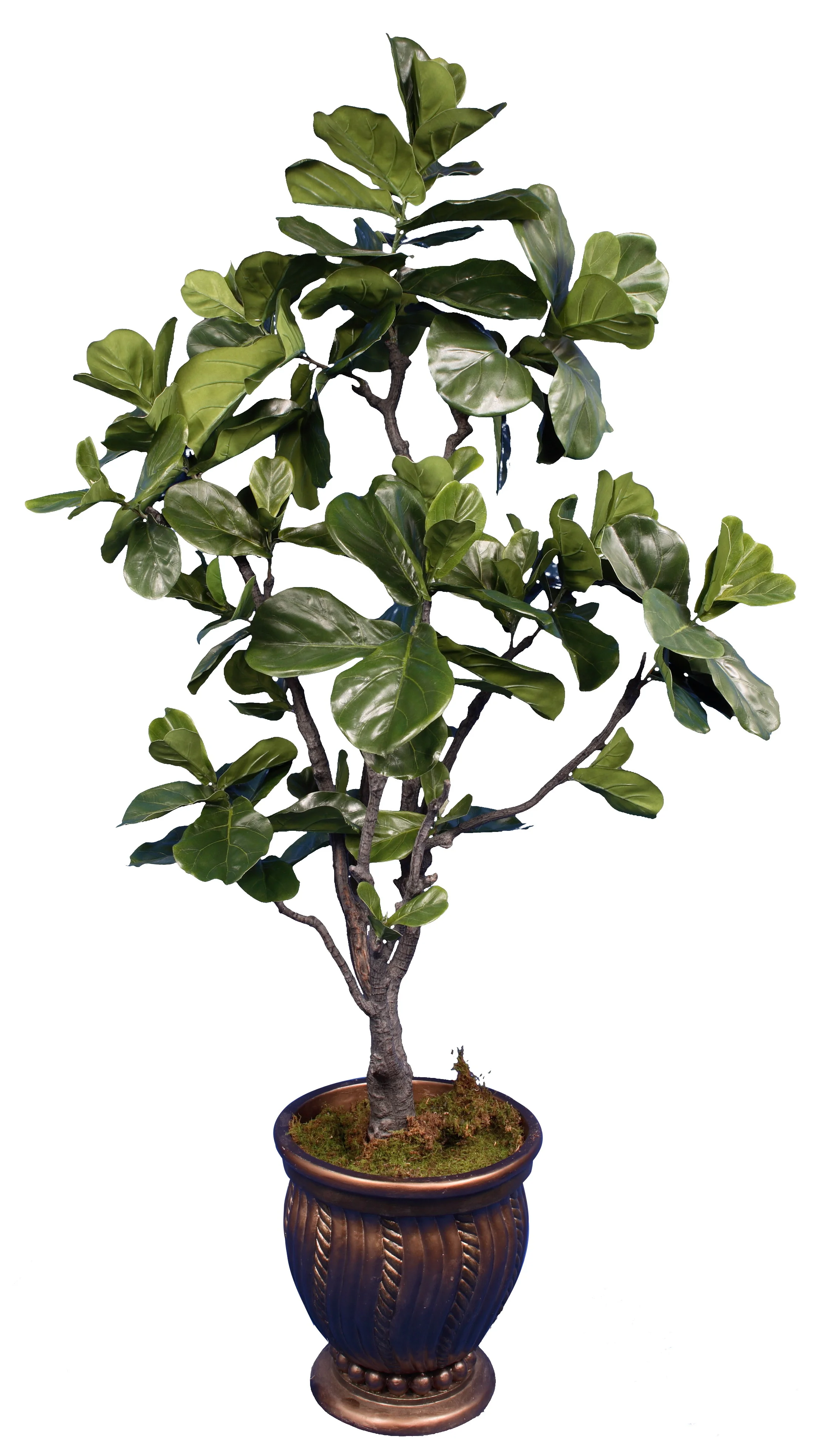 Fiddle Leaf