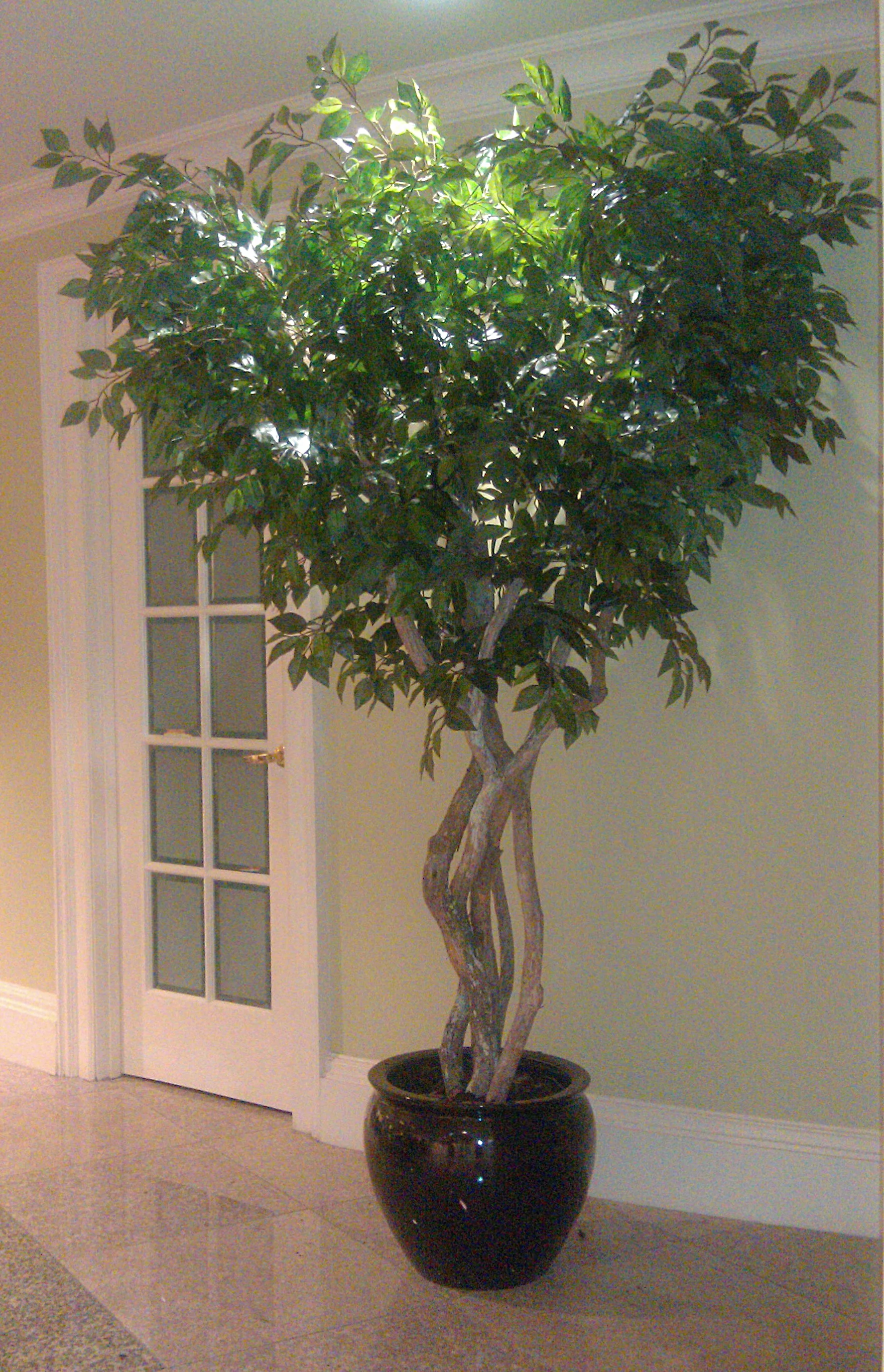 TCM 1451- Sacagi Ficus