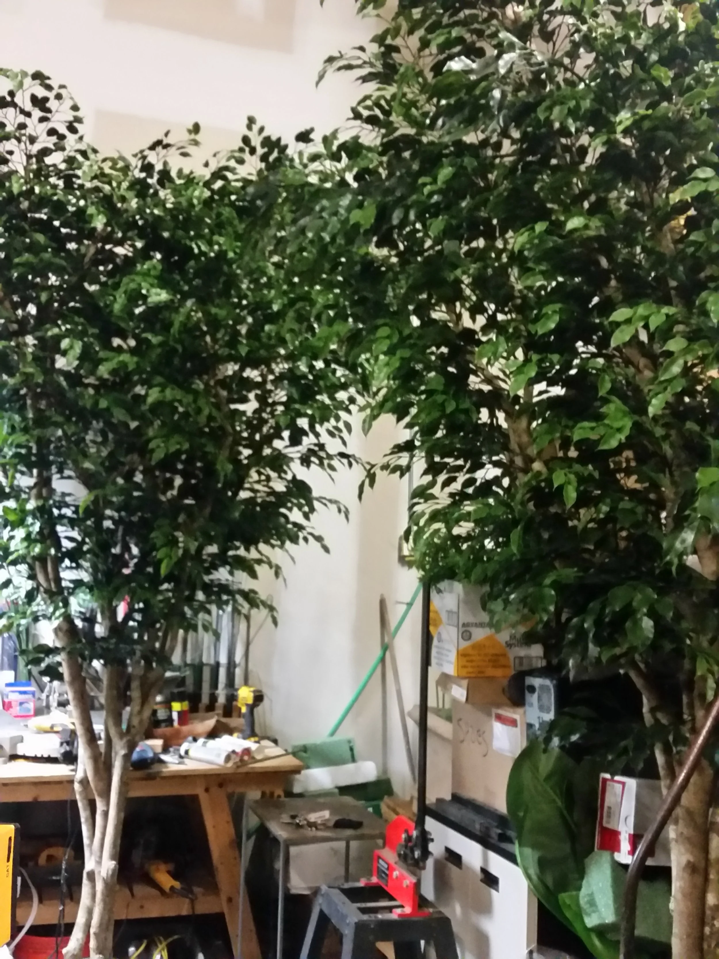 TRG 6005- UV Outdoor Ficus