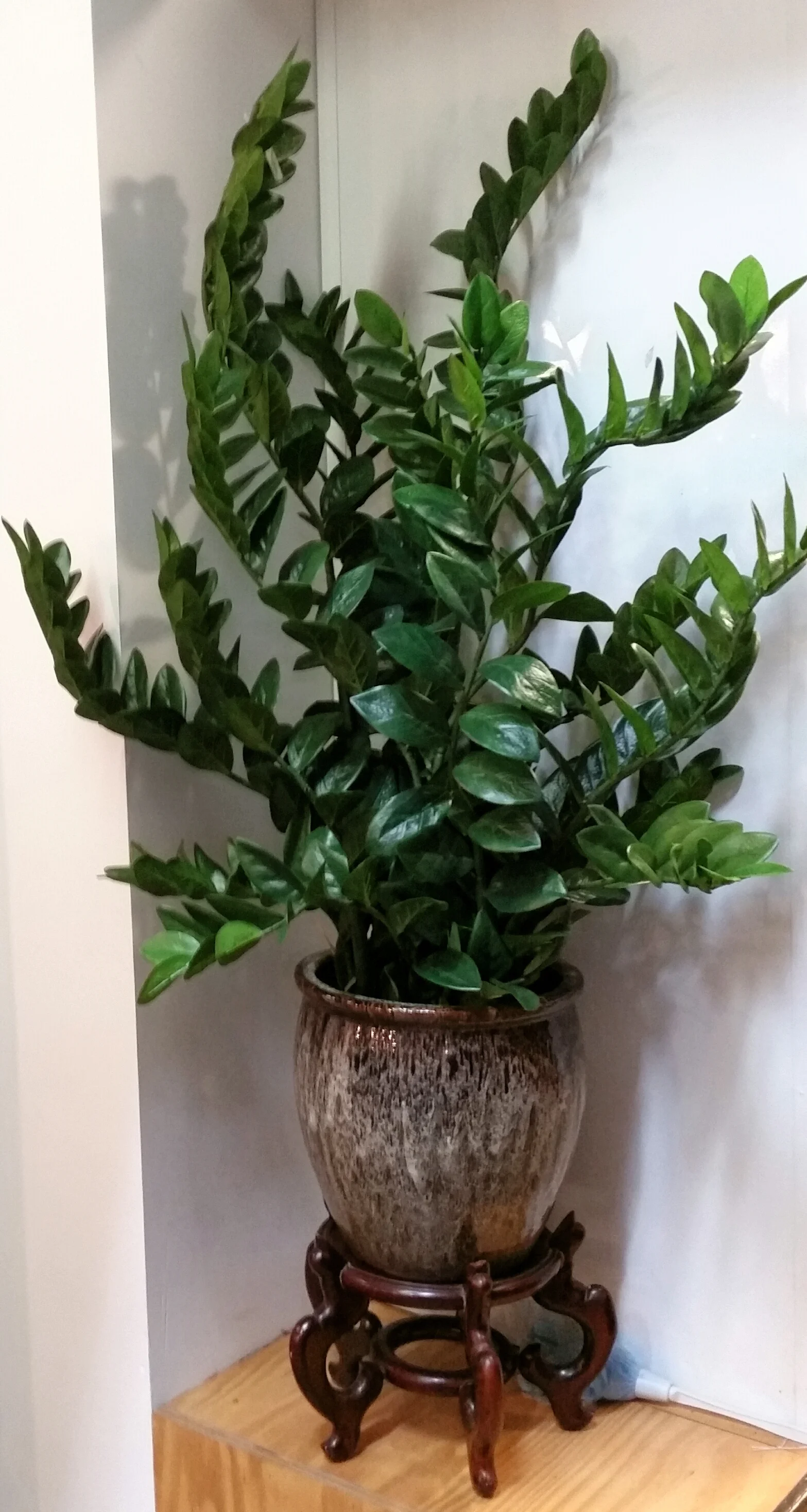 Zamioculcas