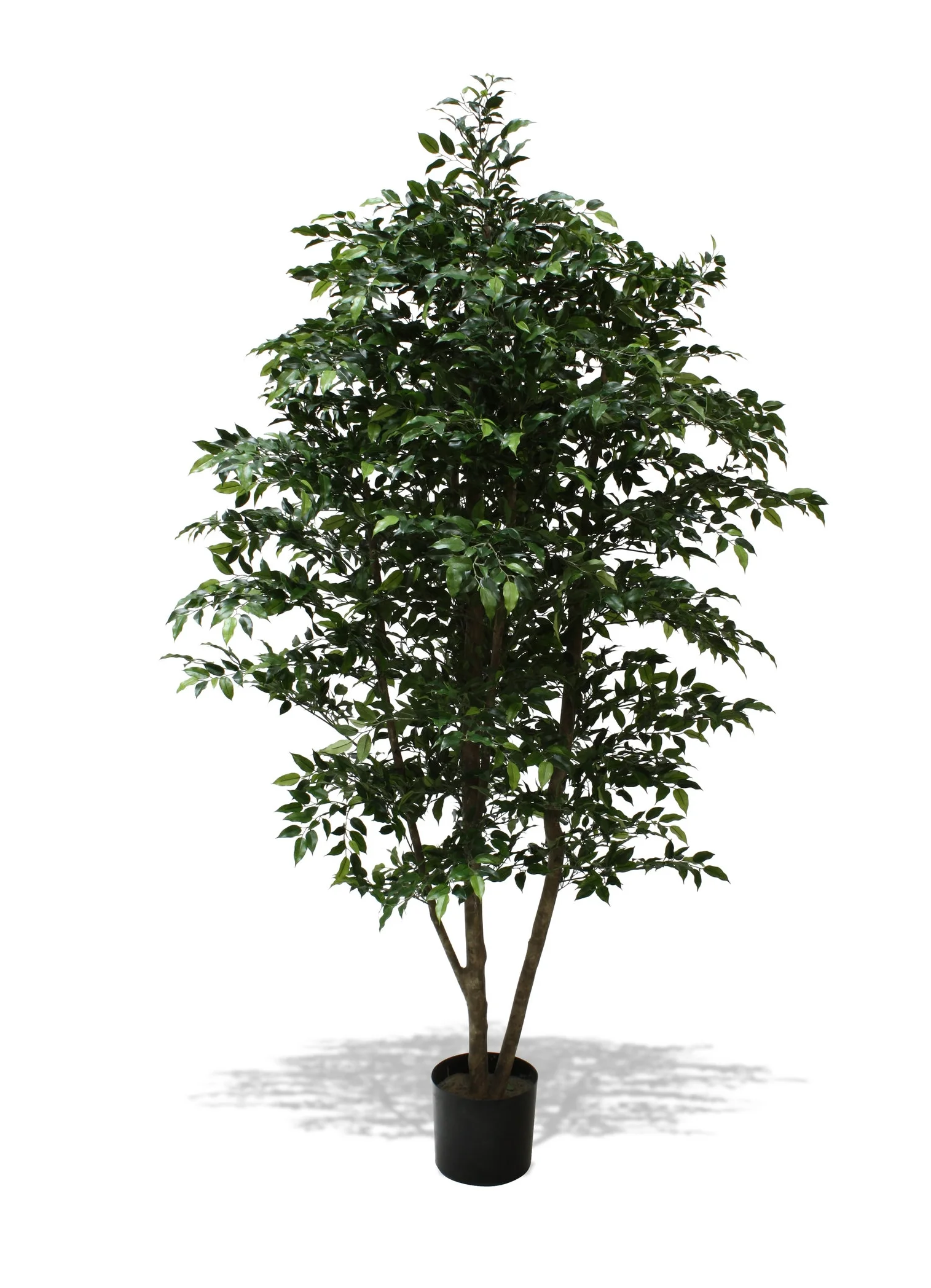 Ficus
