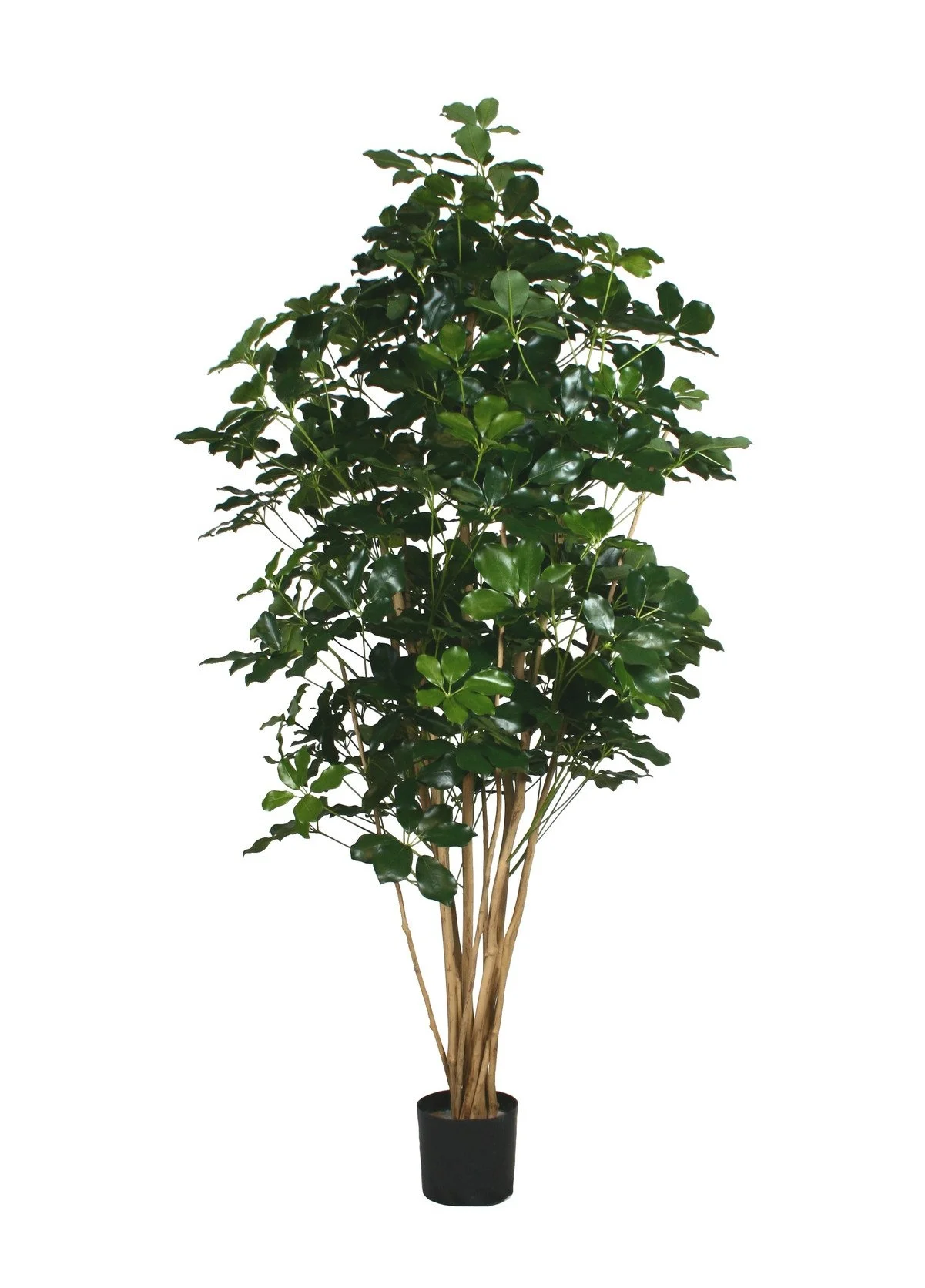 Brazilian Shefflera