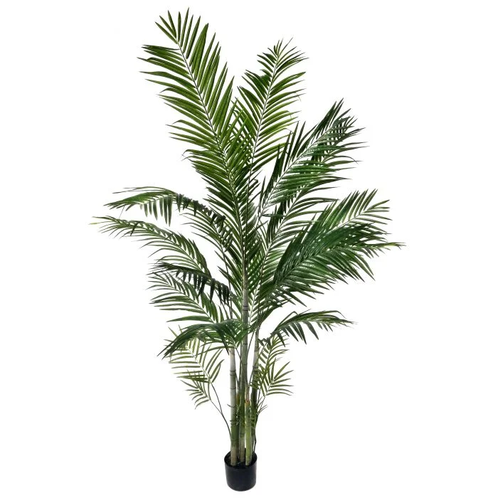 Areca Palm