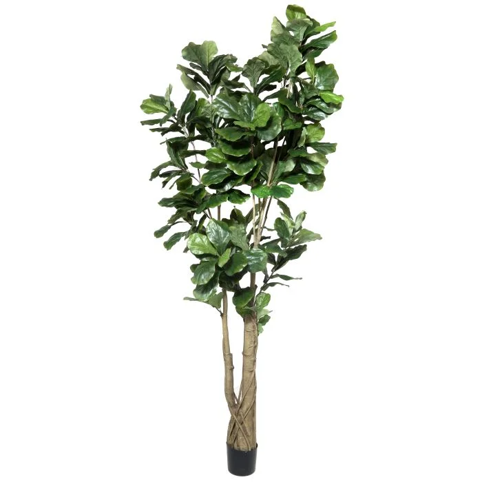 TSP 1711- Fiddle Leaf