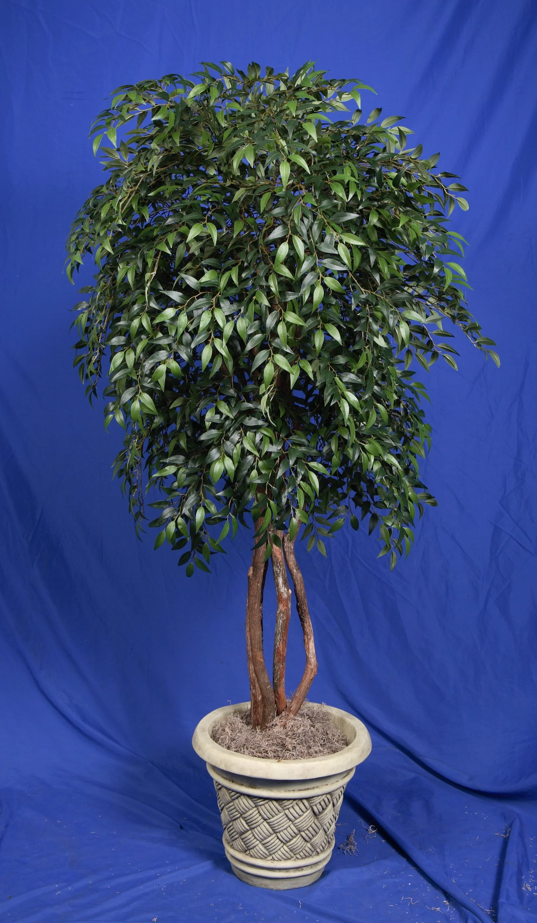 TPT 4904- Smilax Tree