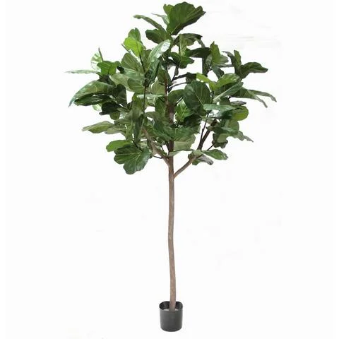 9.5' PTD GIANT TRUNK BRAZILIAN FIDDLE LEAFP1681_large.jpg