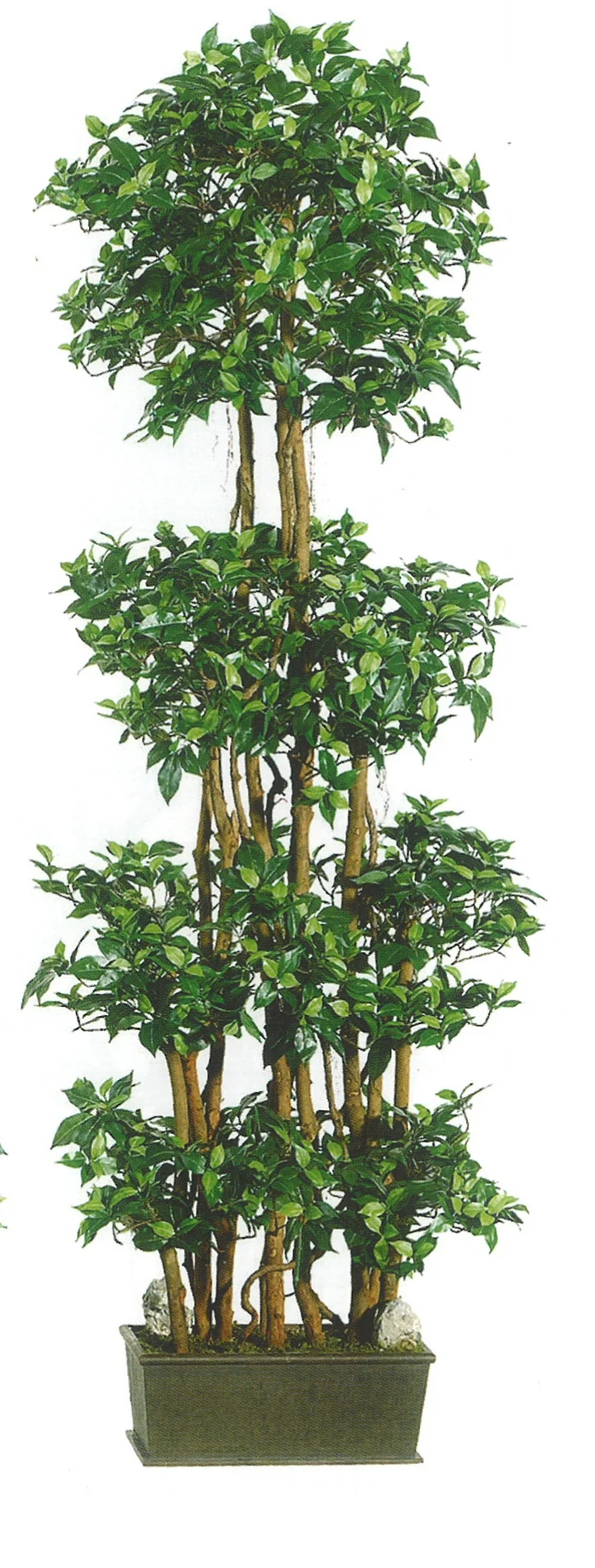 Artificial Trees and Silk Ficus — SILK TREES