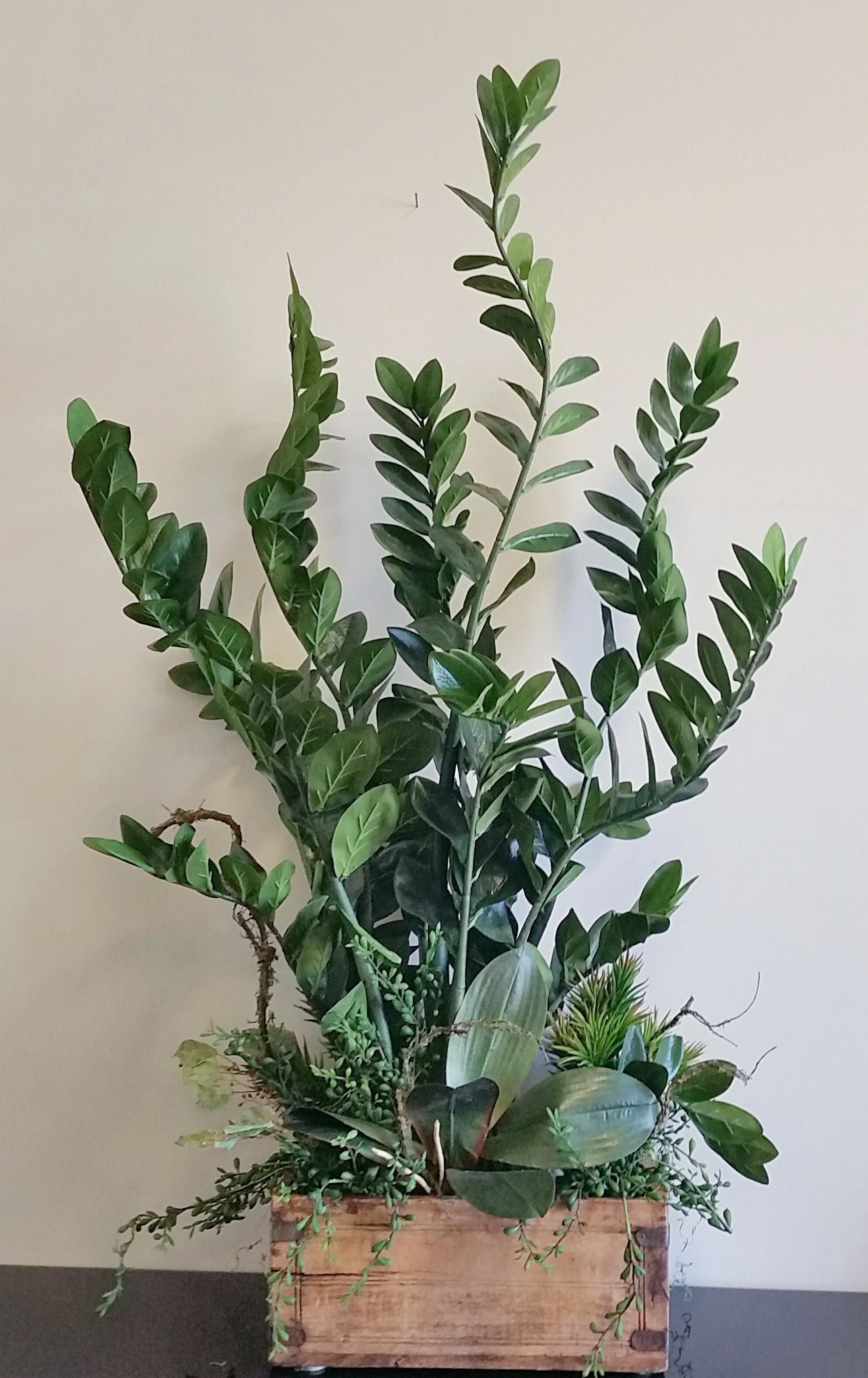 Zamioculcas