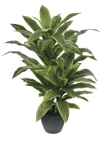 Dracaena
