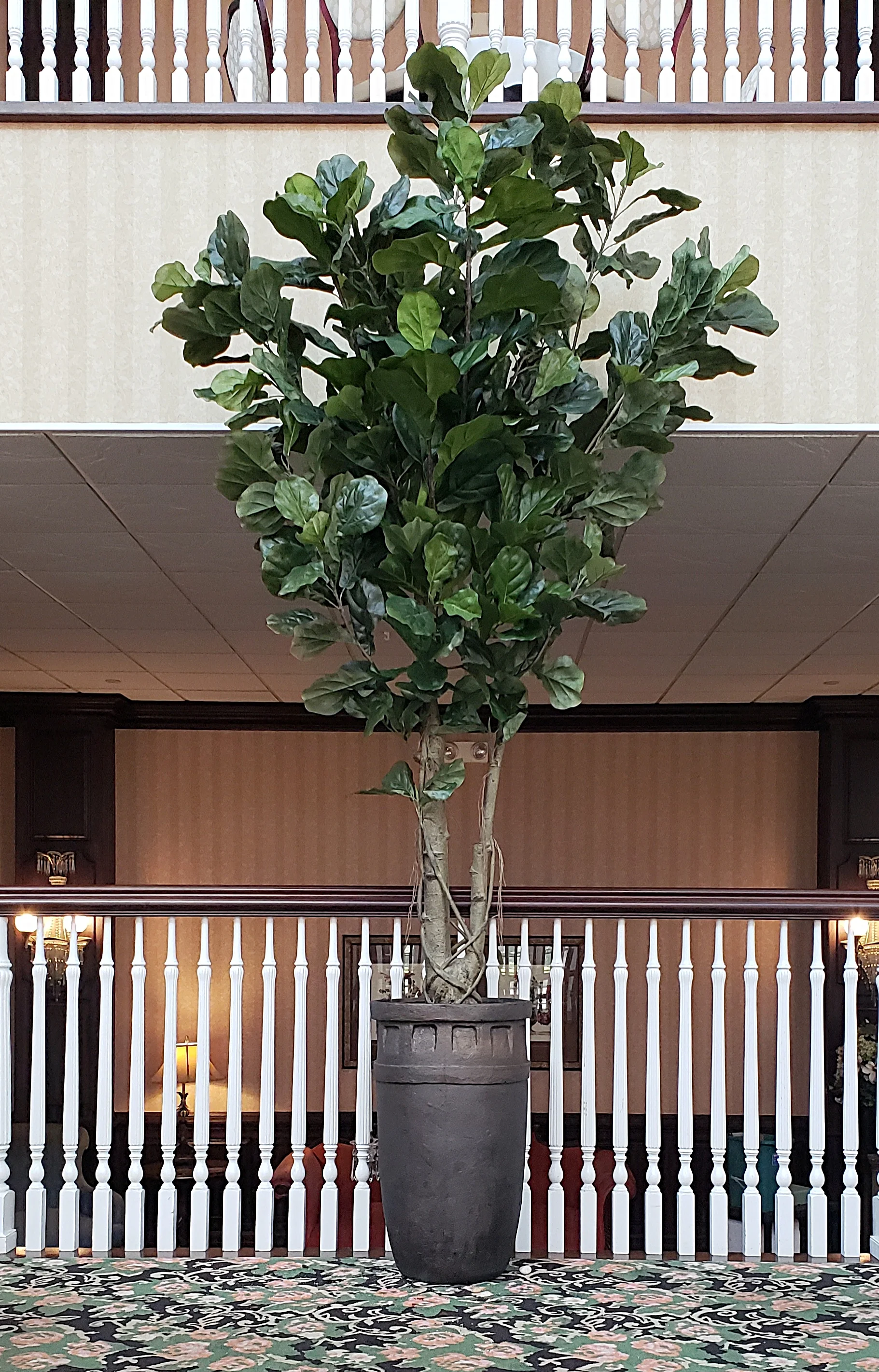 Fiddle Leaf in hotel lobby
