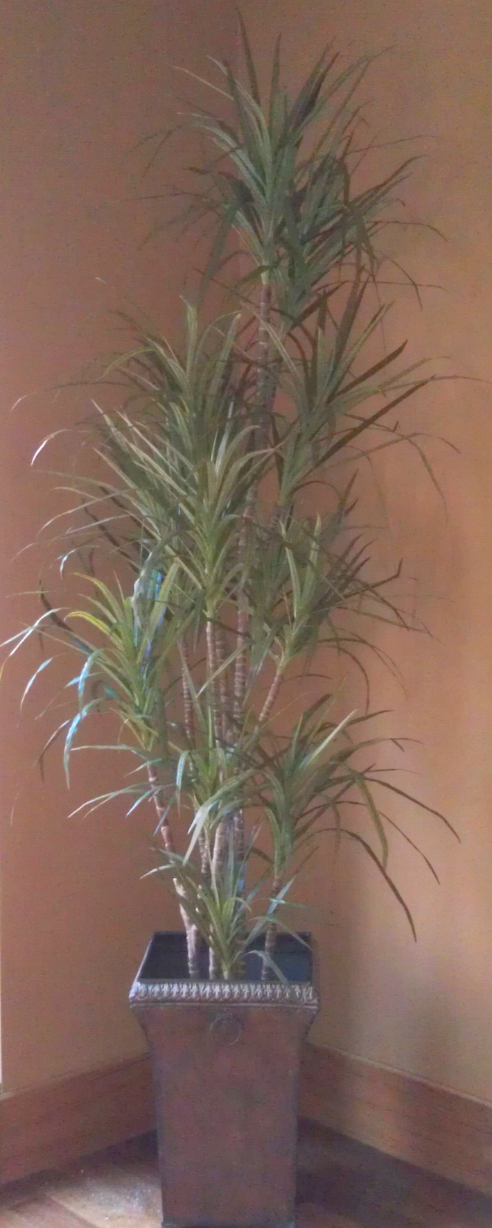 PL256 Dracaena Marginata