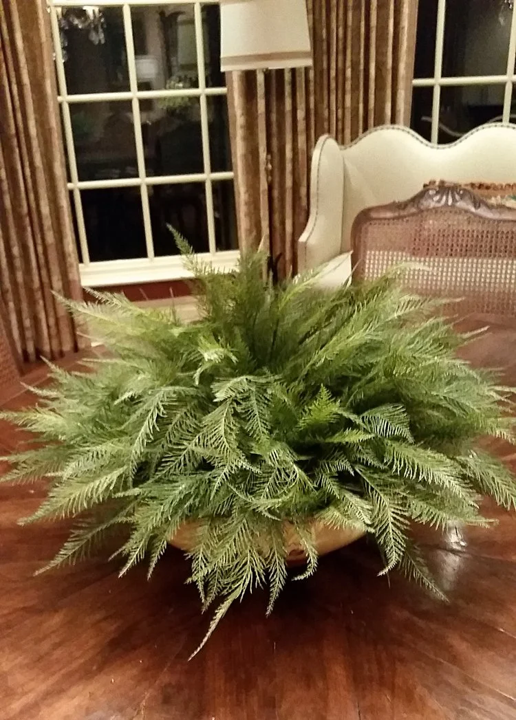 fern for MV.jpg
