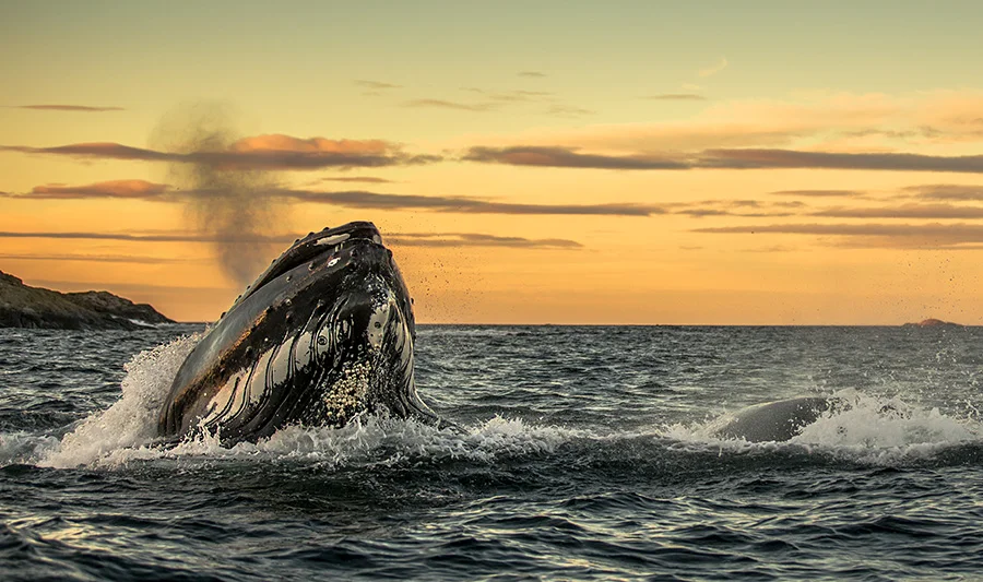 Whale_feast_1_HS_Audun_Rikardsen.jpg