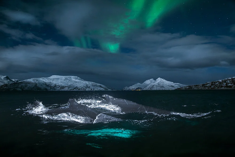 Humpback whales a beautiful Northern lights filled night