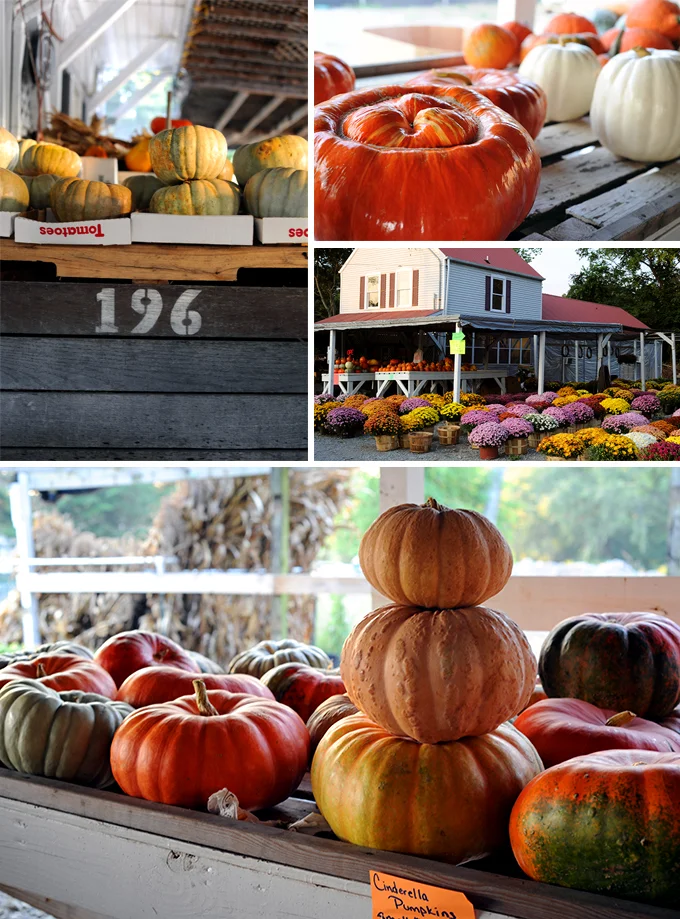 Betty Reeds pumpkins