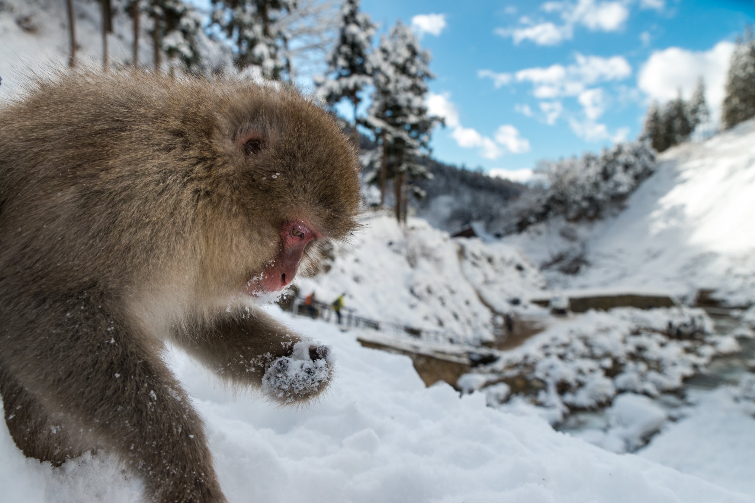 Macaque in Snowscape.JPG