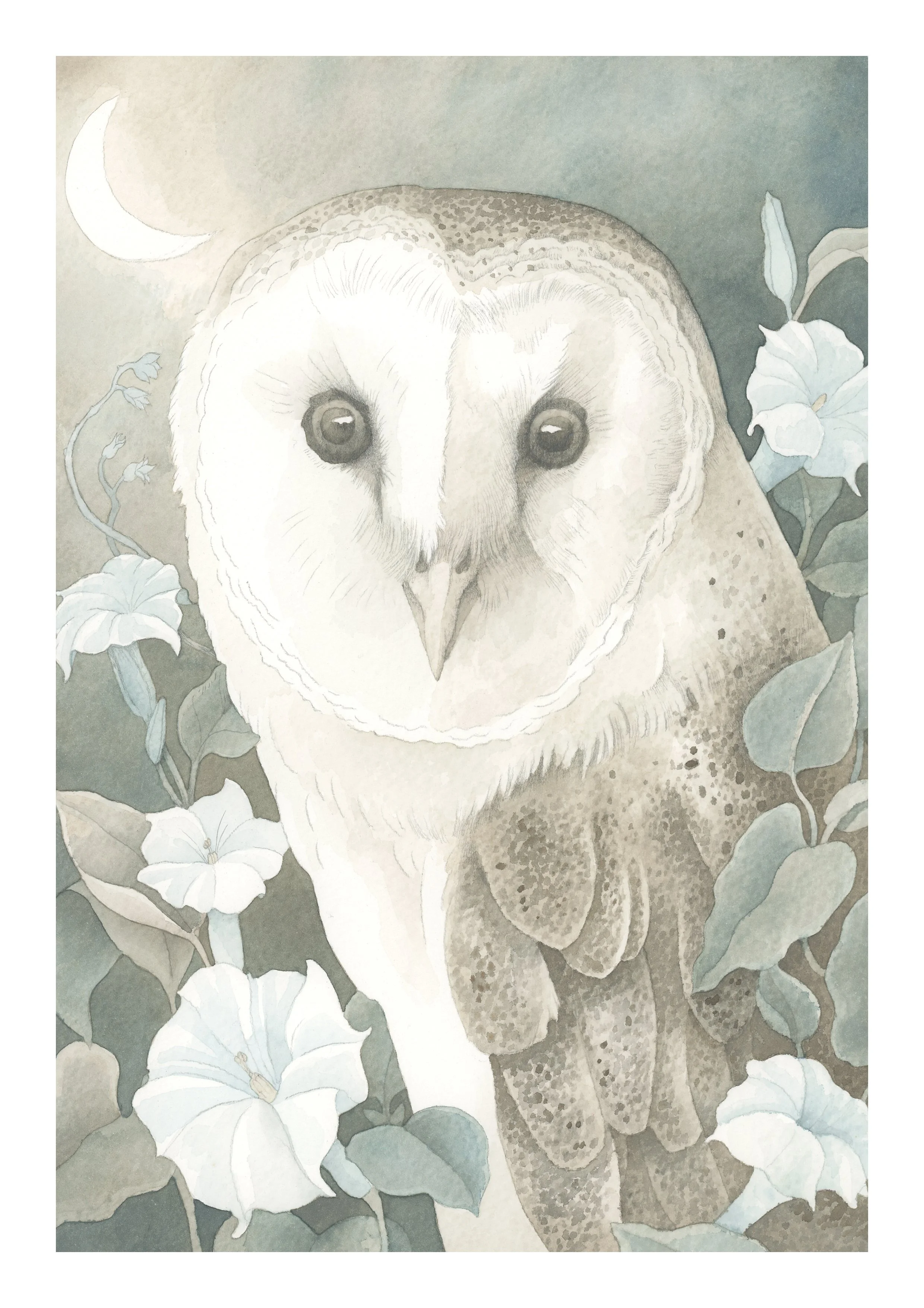 Moonflower