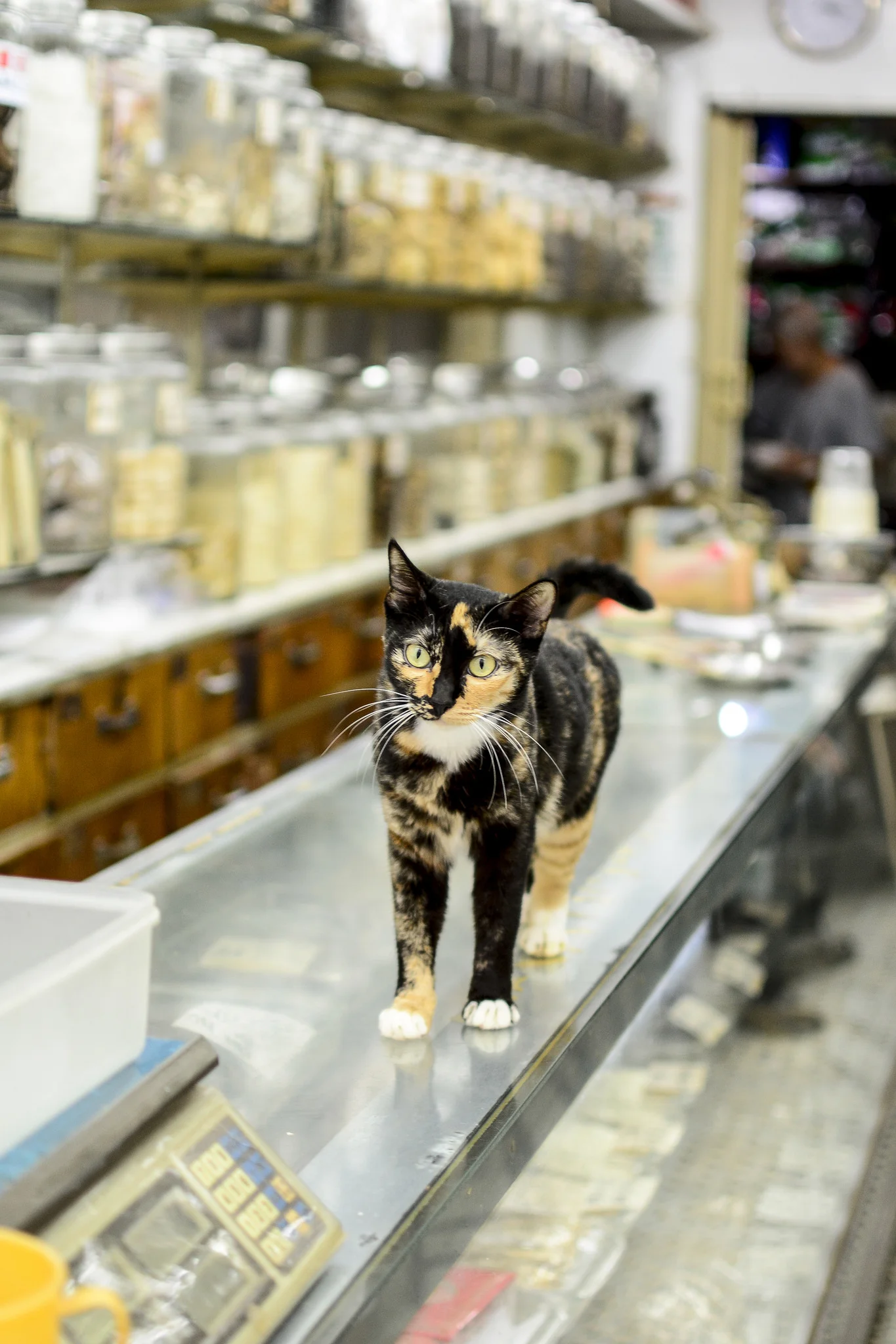Cat in traditional Chinese Apothecary on Canton Road (2018). As of today, my favorite cat image taken during a Hong Kong Photo Tour/Lesson.