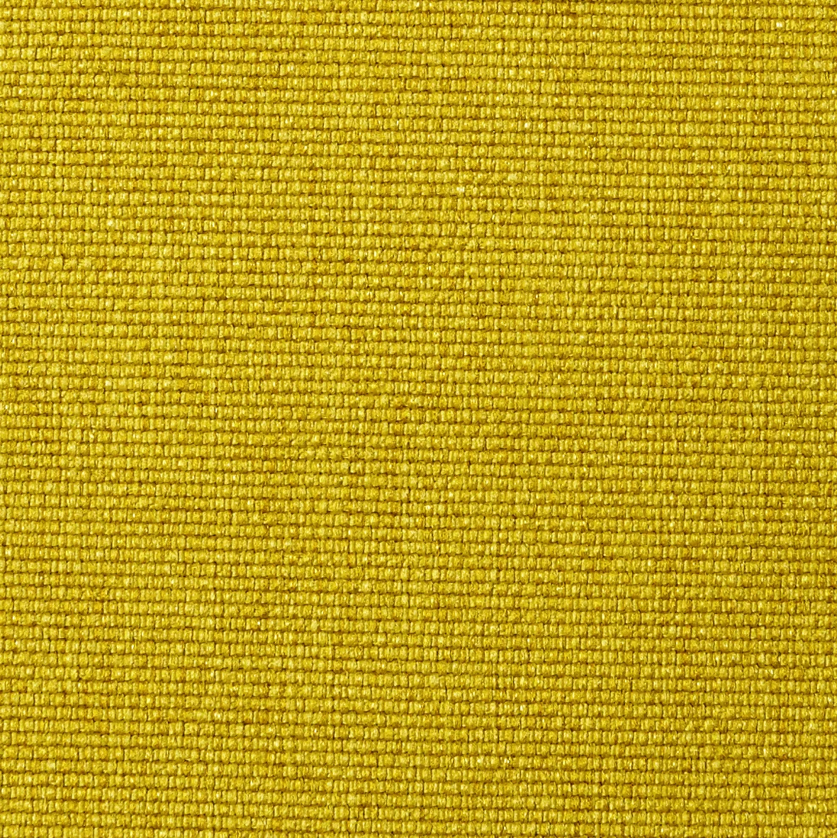 554-SOFT-MUSTARD-FLOWER.jpg