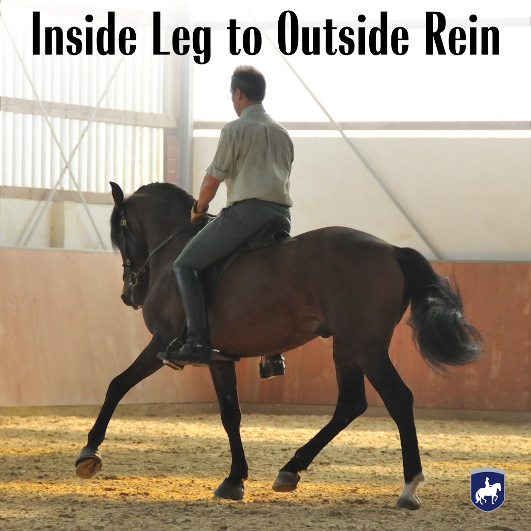 Cool Inside Leg To Outside Rein Gallery
