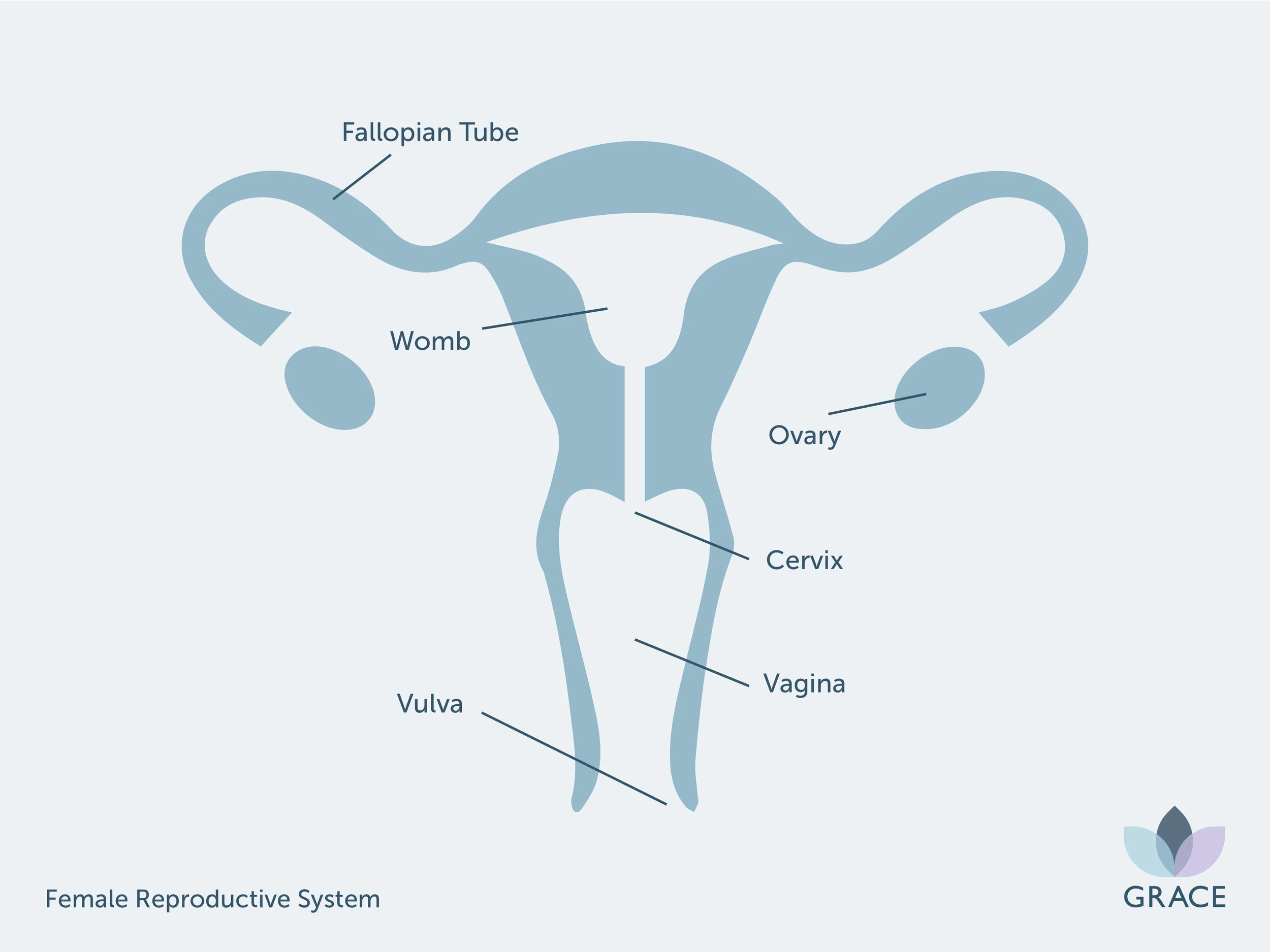 GR - Female Reproductive System.jpg