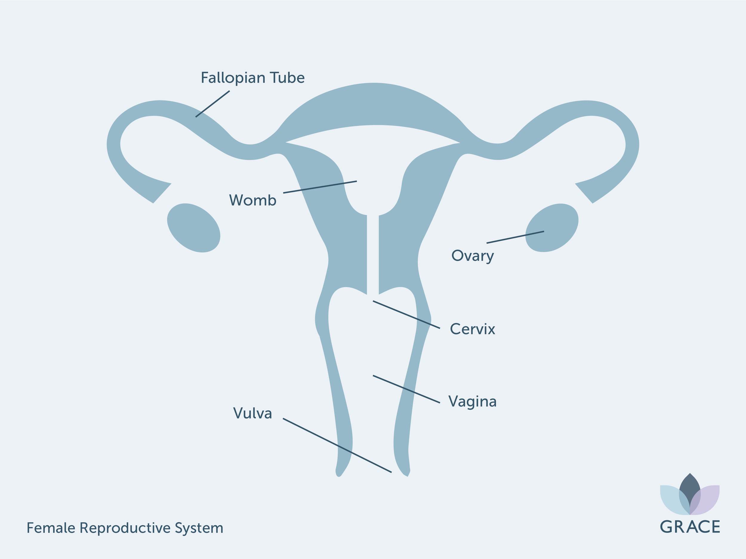 Female reproductive system