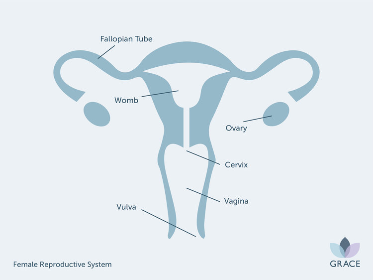 GR+-+Female+Reproductive+System.jpg