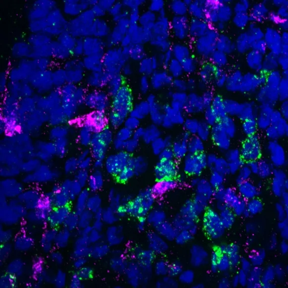 stem cell niche.jpg