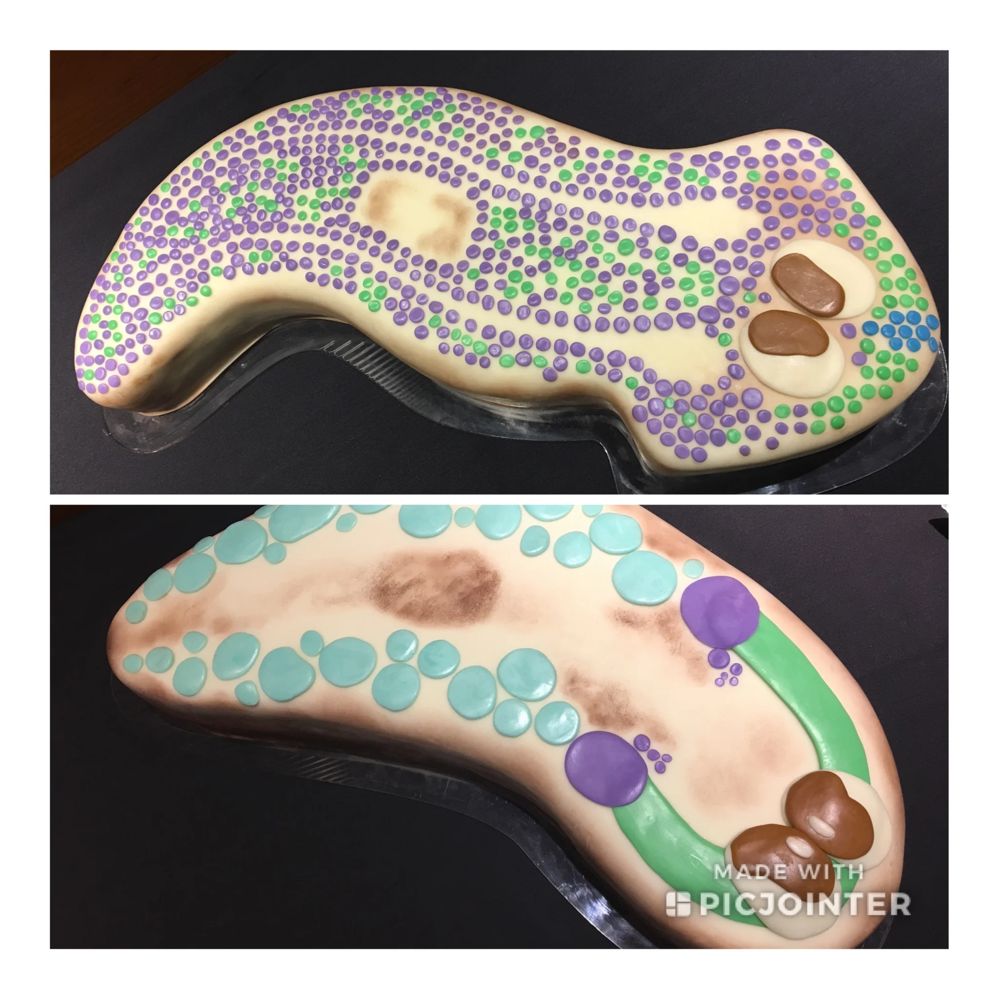 Awesome planarian cakes by T. Chong!
