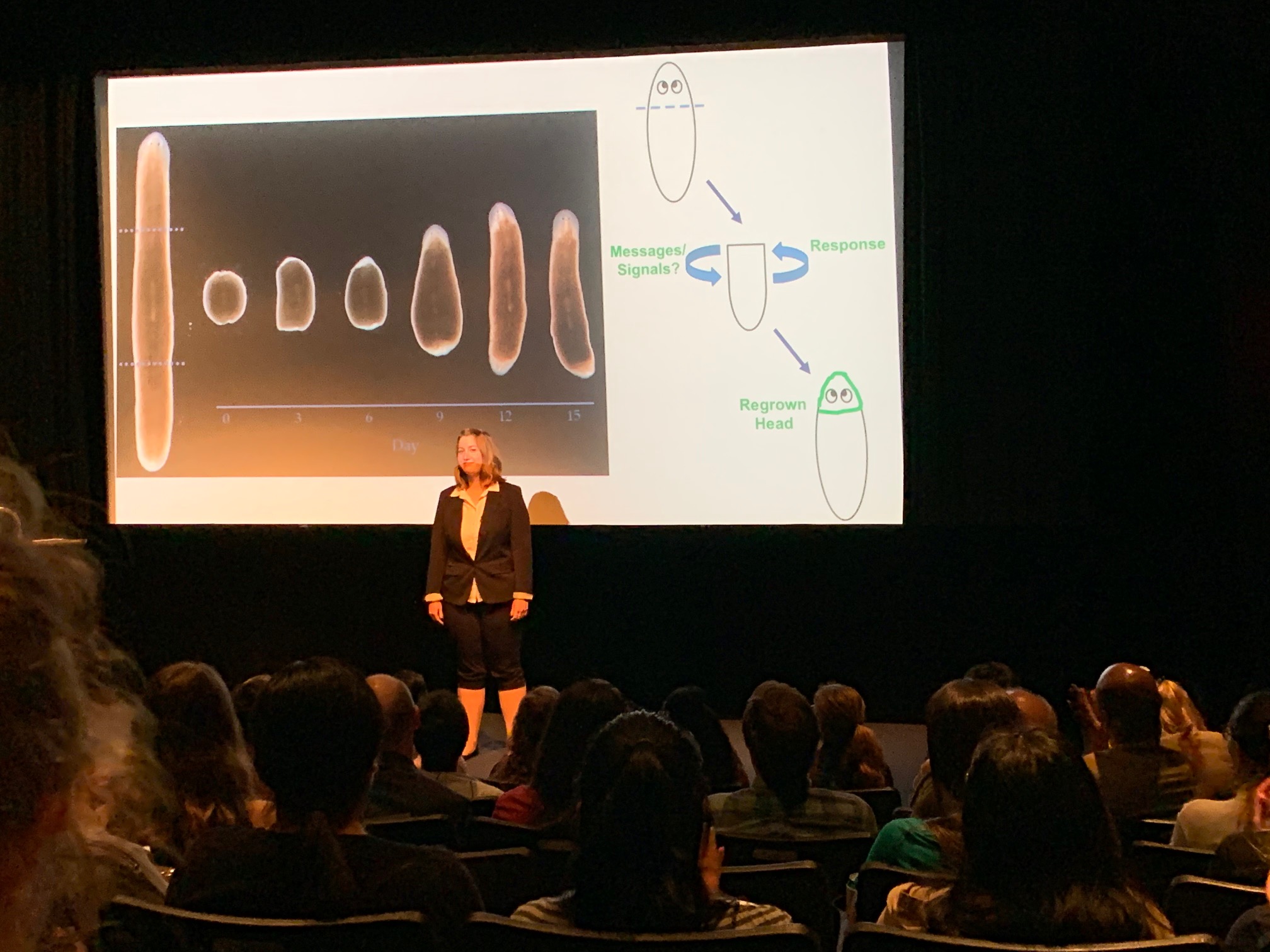 Jennifer telling her audience all about planarians in just a few minutes!