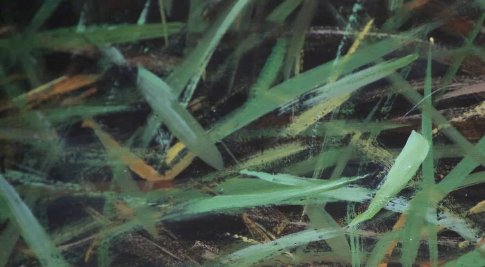 Abandoned (detail)