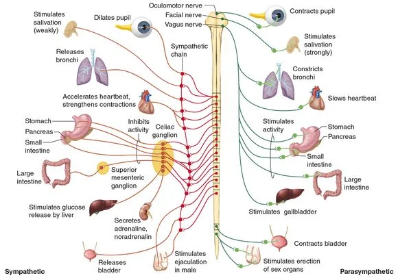 Fight or Flight: A Look into the Autonomic Nervous System Part-1