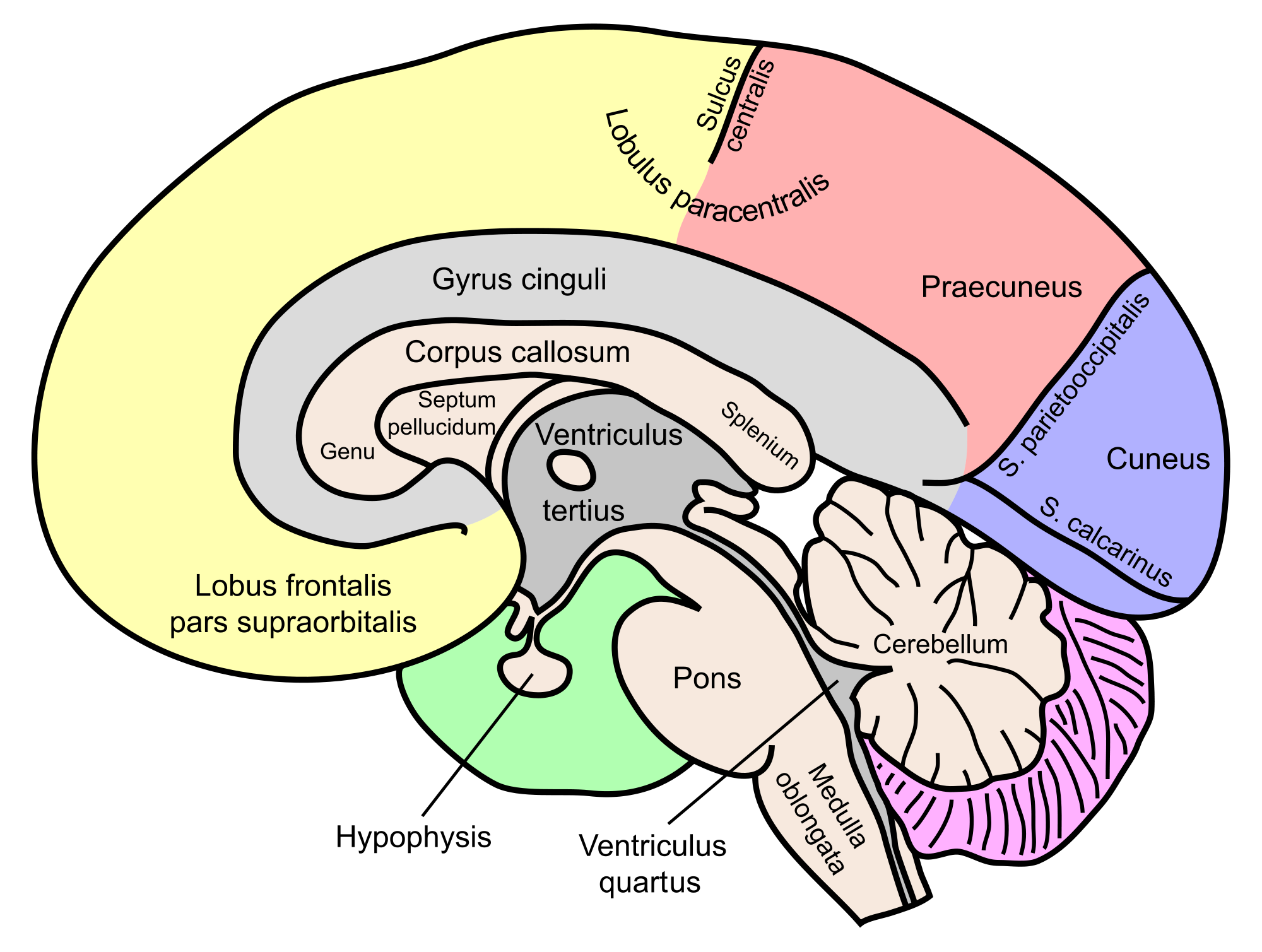 Eating for Prime Cognitive Health: Food to Optimize Mood & Memory