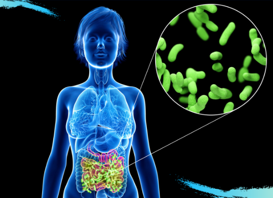 A Healthy Gut Supports A Healthy Life