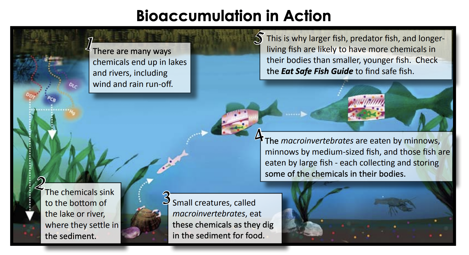 Why You Should Eat S.M.A.S.H Fish - The Dangers of Bioaccumulation —  Philadelphia Integrative Medicine