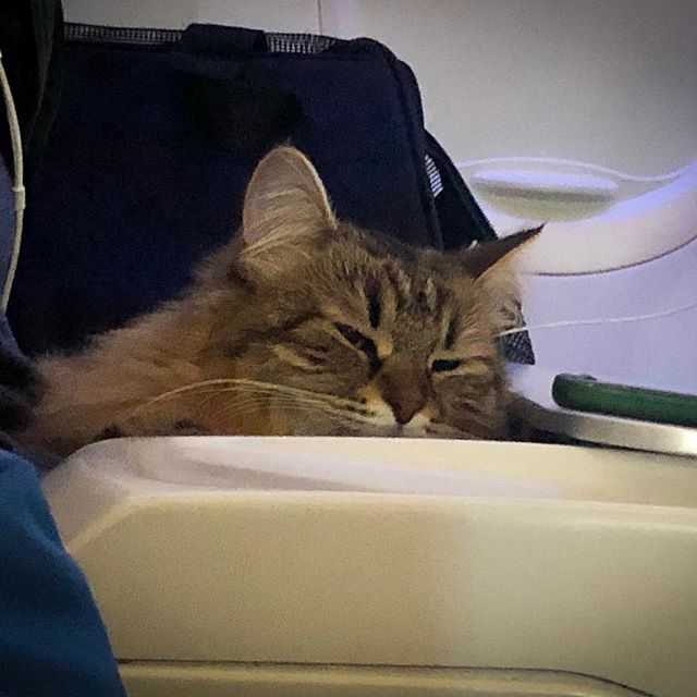 Cutest kitty ever on a flight to NYC.