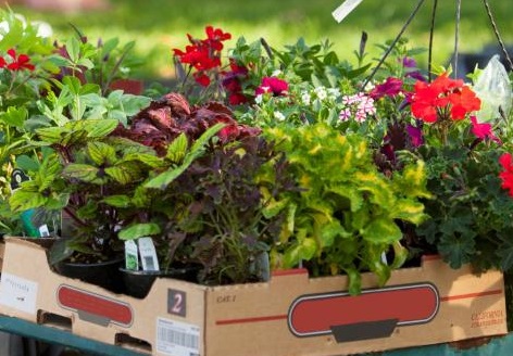 Taddeo’s Spring Plant Sale