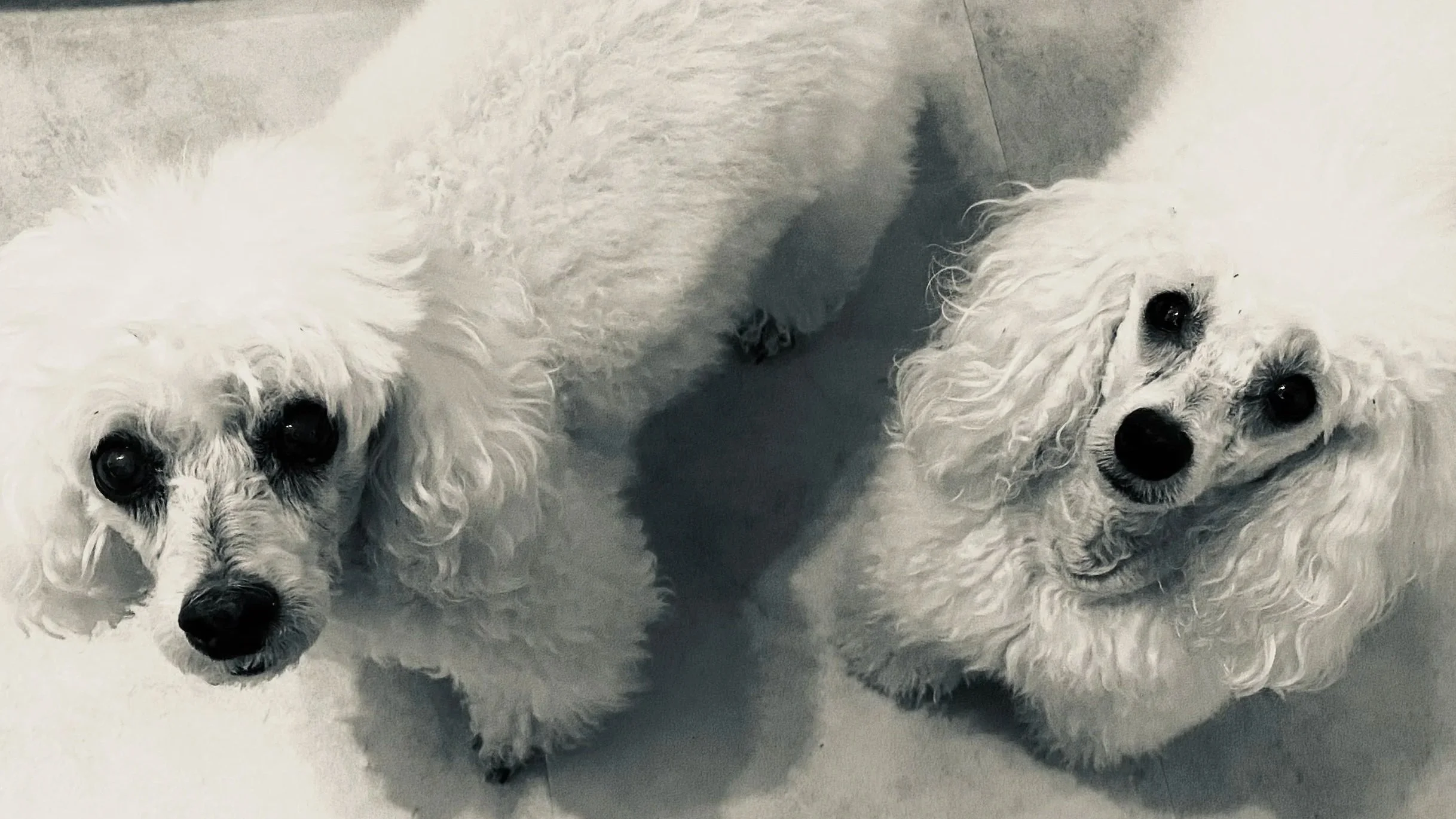 Boris and Misha.jpg