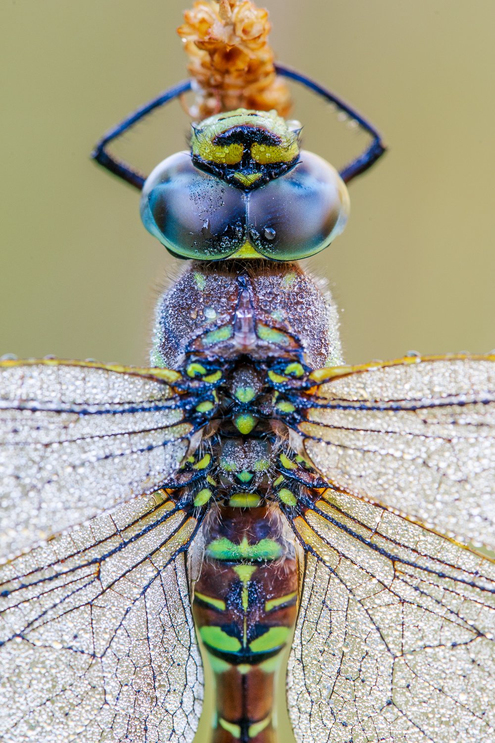 Les beaux yeux de l’aeschne des joncs femelle

 

 La couleur des yeux des libellules varient en fonction des espèces et en fonction de la lumière. Ce matin là, les yeux bleus de l’aeschne des joncs étaient très bleus ! 