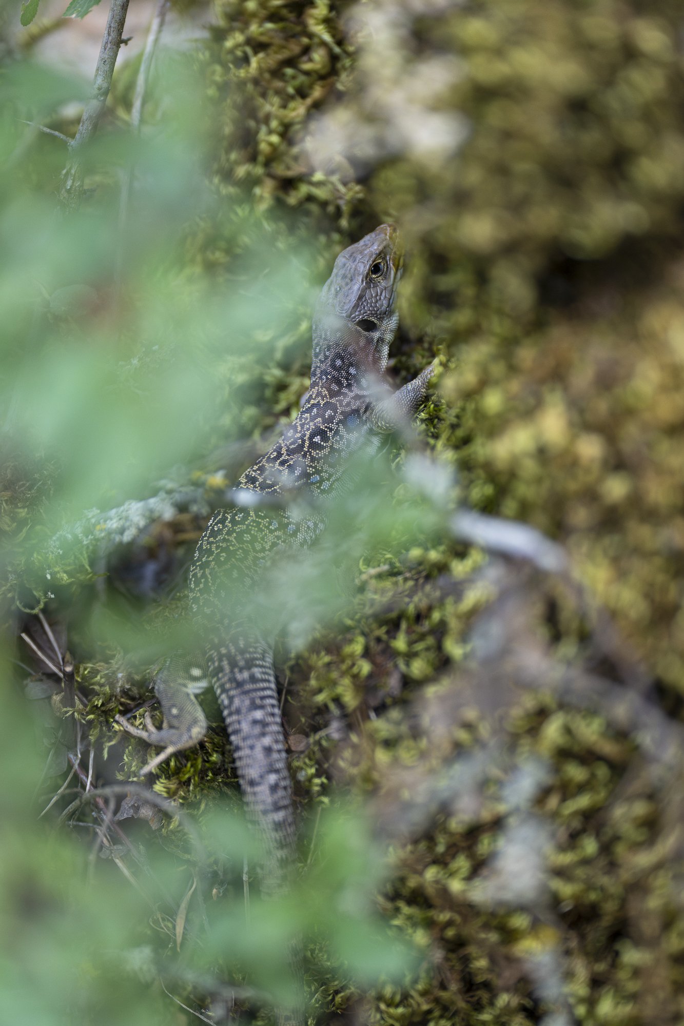 Le magnifique lézard ocellé - Faedo De Ciñera