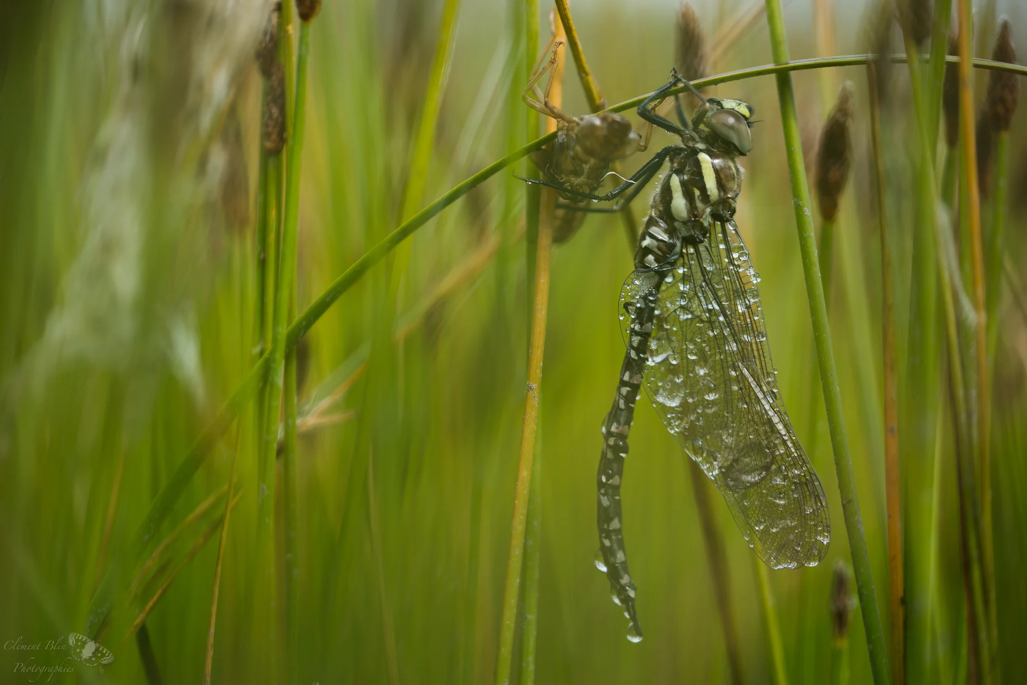 Nouvelle aeschne des joncs après la pluie
