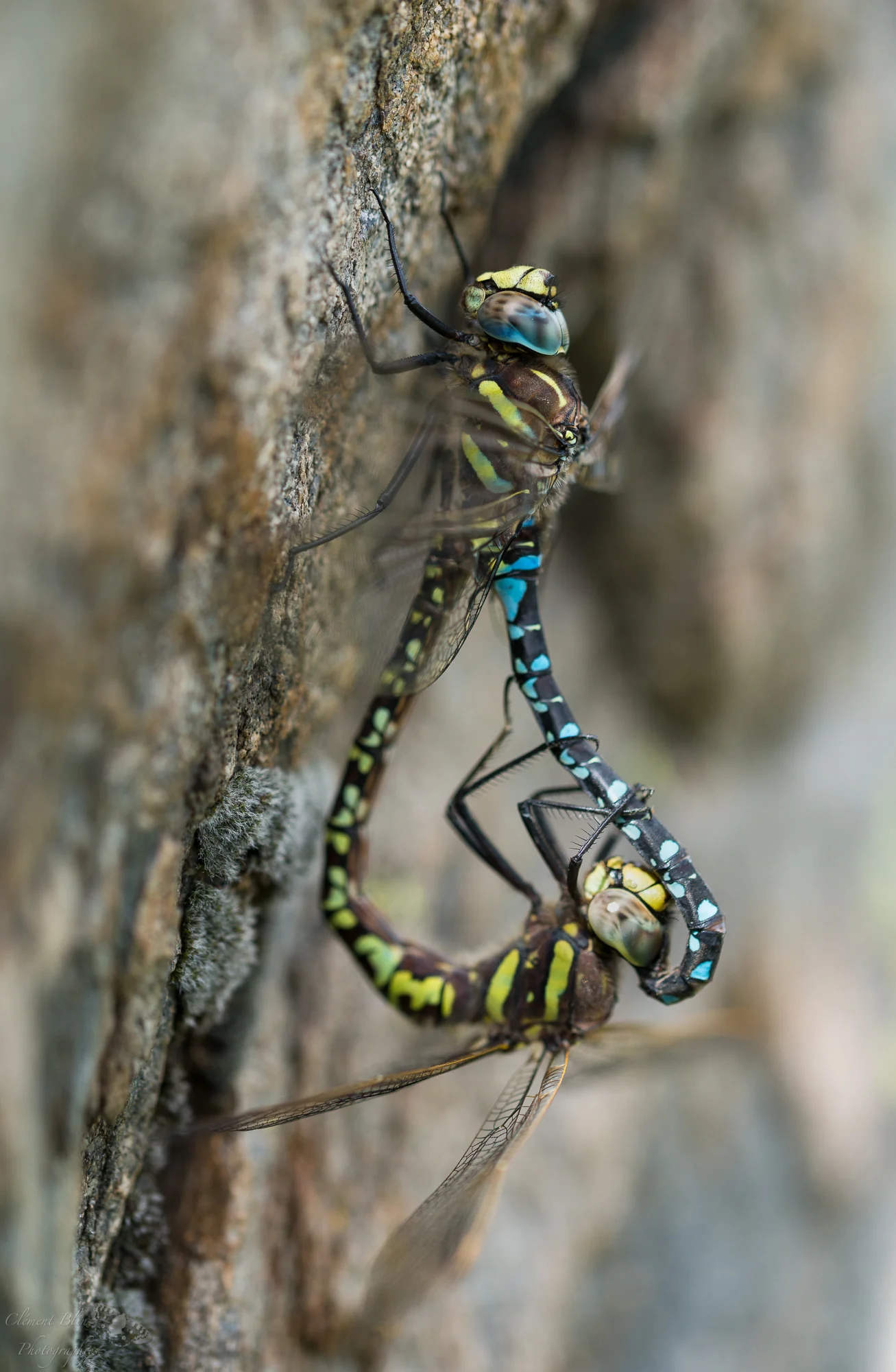 Accouplement d'aeschnes des joncs sur une roche chaude. La femelle est en vert, le mâle en bleu