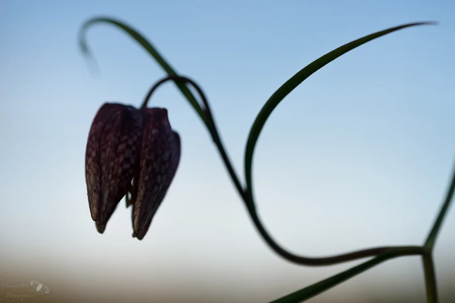 La fritillaire pintade est une plante très graphique !