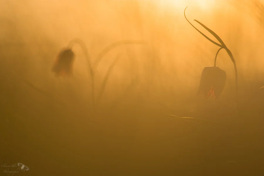 Fritillaires pintades au coucher du soleil.