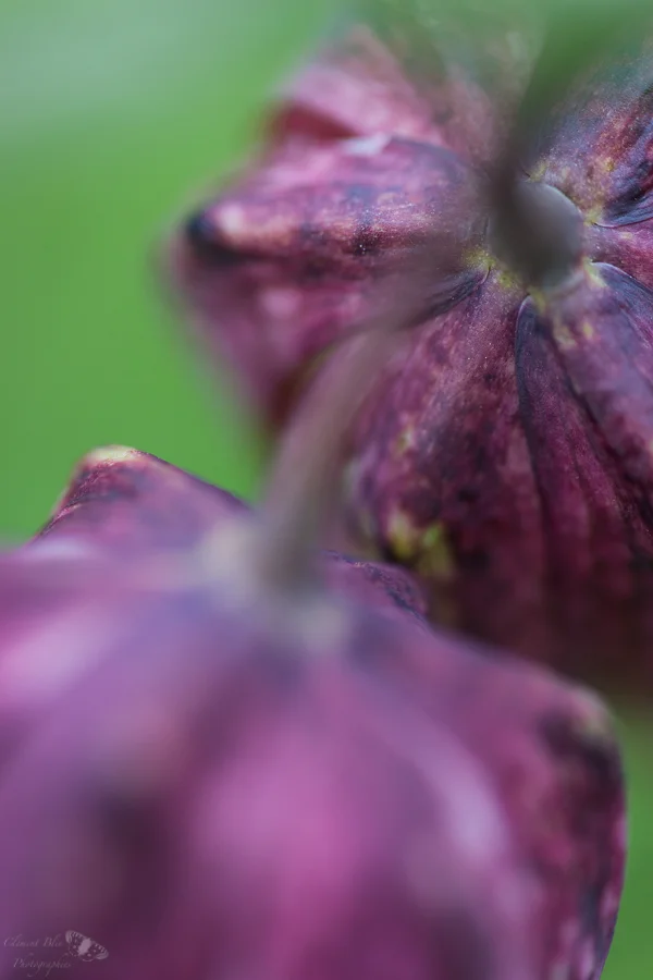 Fritillaire pintade à deux fleurs.