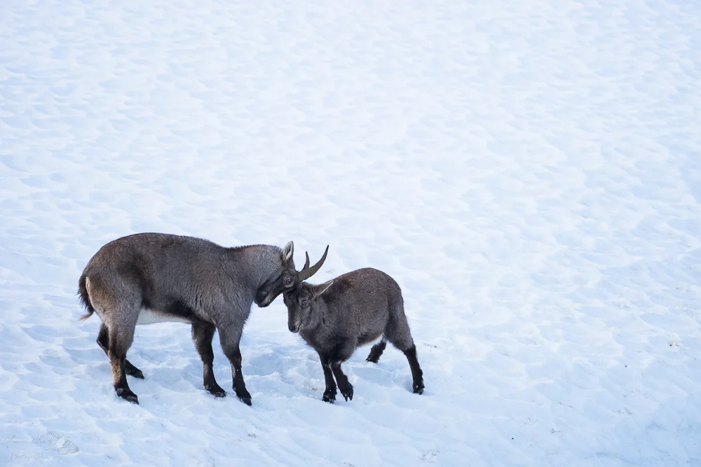 Jeux de cabris dans la neige.