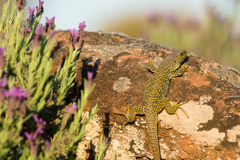 Lézard ocellé à l'entrée de son gîte, plaine des Maures