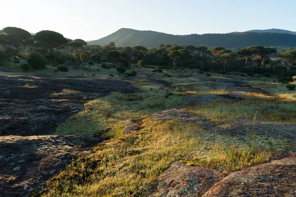 Paysage aride et rocheux de la plaine des Maures