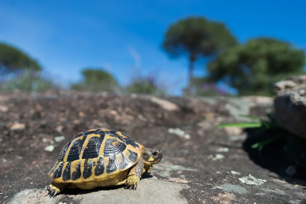 Tortue d'Hermann, plaine des Maures